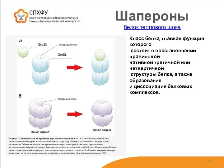 Шапероны Класс белка, главная функция которого состоит в восстановлении правильной