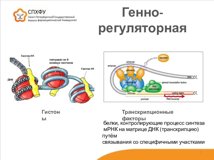 Генно-регуляторная белки, контролирующие процесс синтеза мРНК на матрице ДНК (транскрипцию)