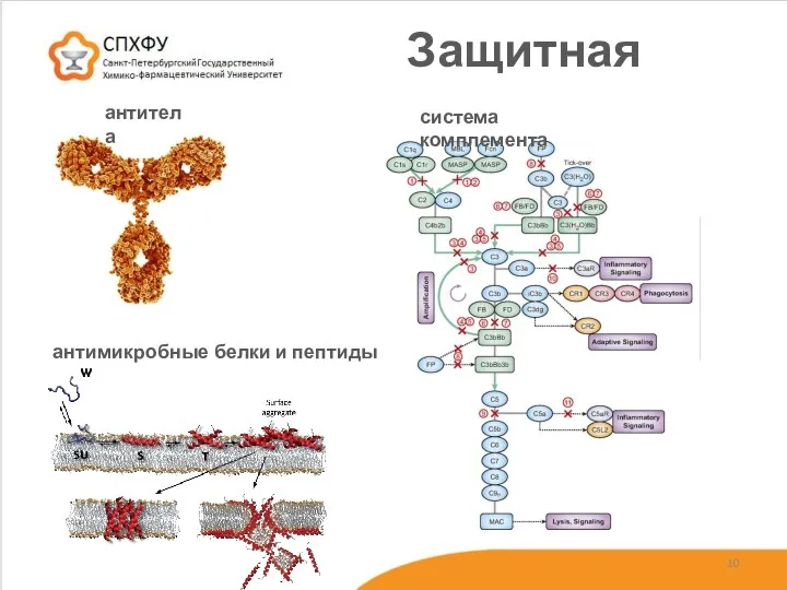 Защитная антитела система комплемента антимикробные белки и пептиды