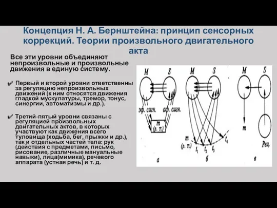 Концепция Н. А. Бернштейна: принцип сенсорных коррекций. Теории произвольного двигательного