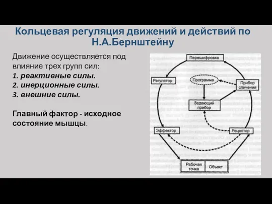 Кольцевая регуляция движений и действий по Н.А.Бернштейну Движение осуществляется под