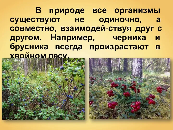 В природе все организмы существуют не одиночно, а совместно, взаимодей-ствуя