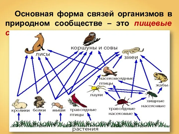 Основная форма связей организмов в природном сообществе – это пищевые связи.