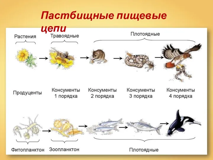 Пастбищные пищевые цепи