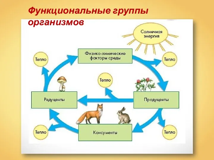 Функциональные группы организмов