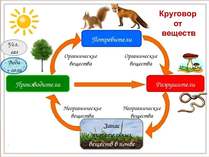 Круговорот веществ