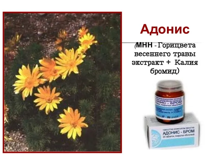 Адонис (МНН - Горицвета весеннего травы экстракт + Калия бромид)