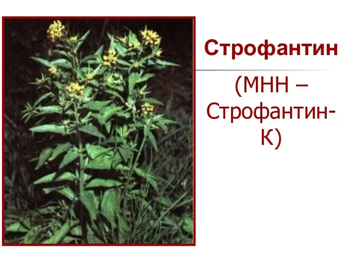 Строфантин (МНН – Строфантин-К)