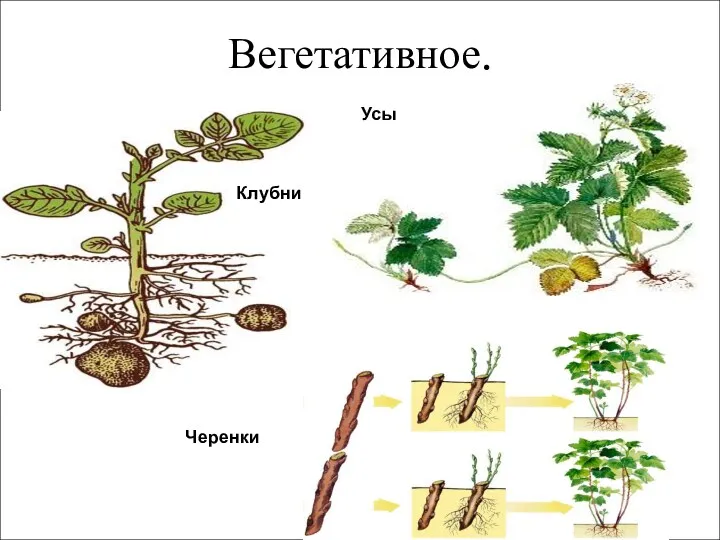 Вегетативное. Клубни Черенки Усы