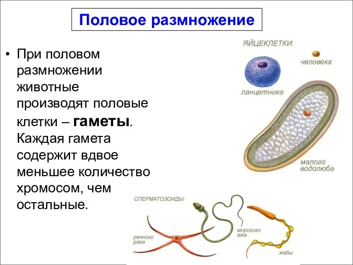 Половое размножение При половом размножении животные производят половые клетки –