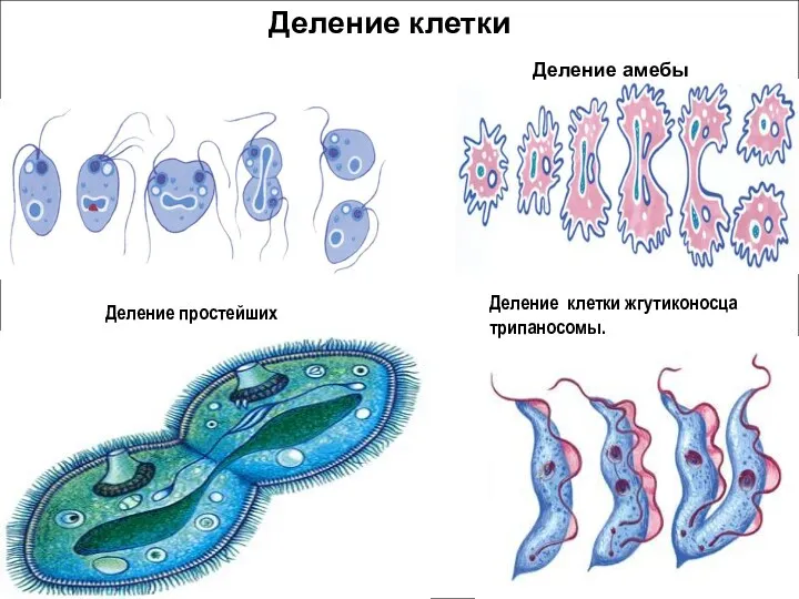 Деление клетки жгутиконосца трипаносомы. Деление простейших Деление клетки Деление амебы