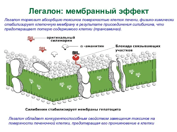 Легалон: мембранный эффект Легалон тормозит абсорбцию токсинов поверхностью клеток печени,