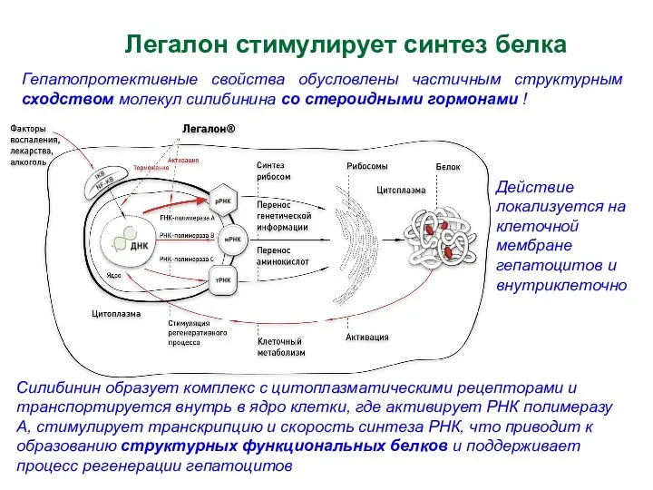 Легалон стимулирует синтез белка Гепатопротективные свойства обусловлены частичным структурным сходством