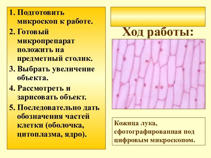 Ход работы: 1. Подготовить микроскоп к работе. 2. Готовый микропрепарат