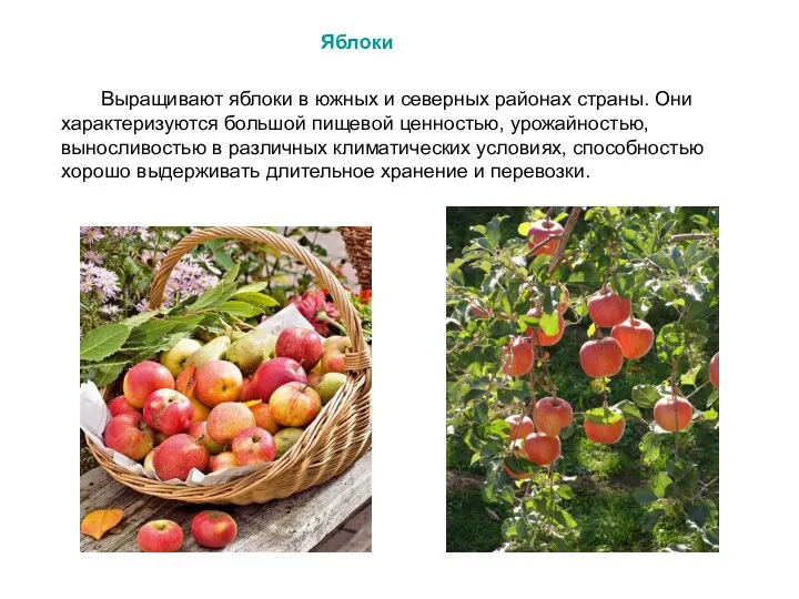 Выращивают яблоки в южных и северных районах страны. Они характеризуются большой пищевой ценностью,