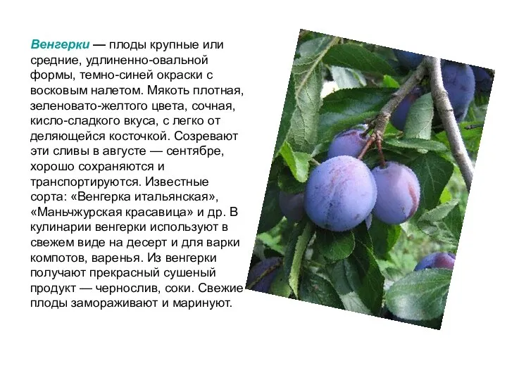 Венгерки — плоды крупные или средние, удлиненно-овальной формы, темно-синей окраски с восковым налетом.