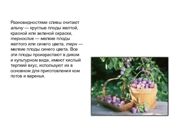 Разновидностями сливы считают алычу — круглые плоды желтой, красной или зеленой окраски, тернослив
