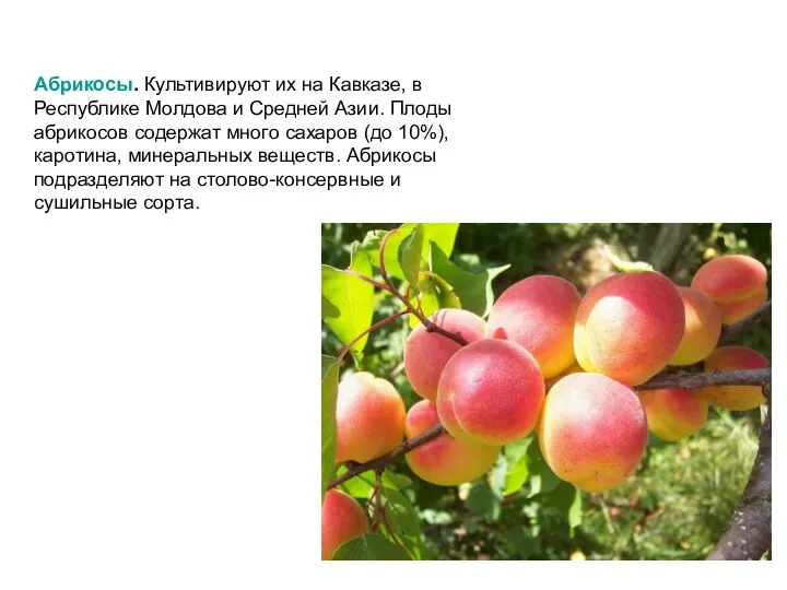 Абрикосы. Культивируют их на Кавказе, в Республике Молдова и Средней Азии. Плоды абрикосов