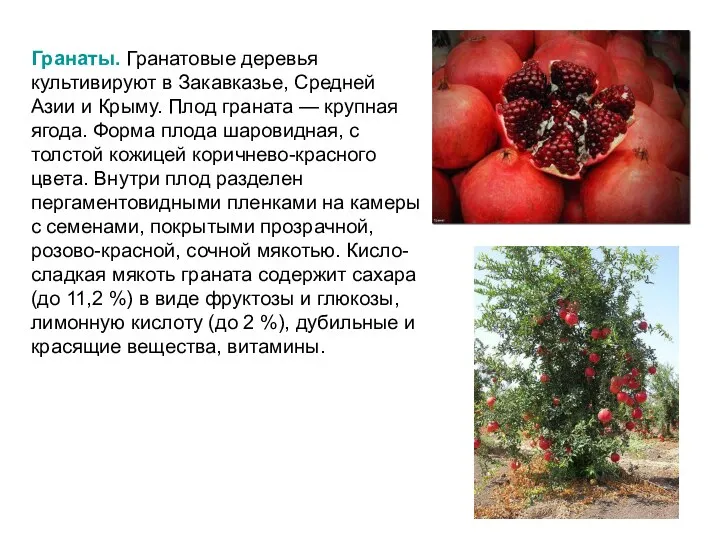 Гранаты. Гранатовые деревья культивируют в Закавказье, Средней Азии и Крыму. Плод граната —