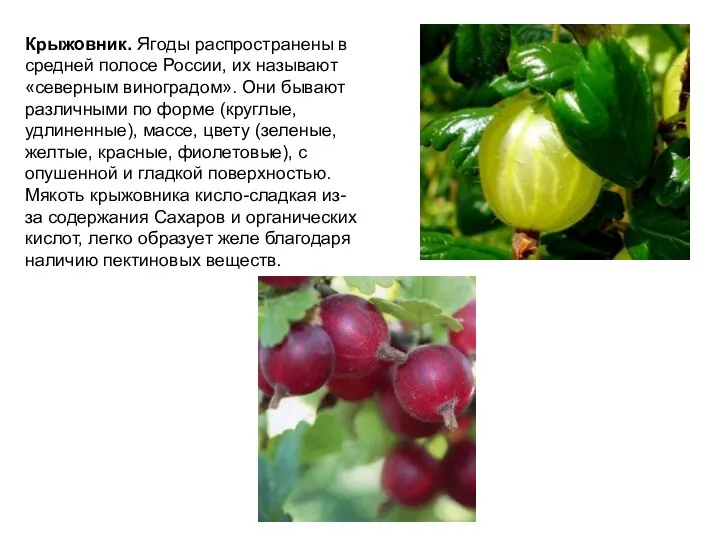 Крыжовник. Ягоды распространены в средней полосе России, их называют «северным виноградом». Они бывают