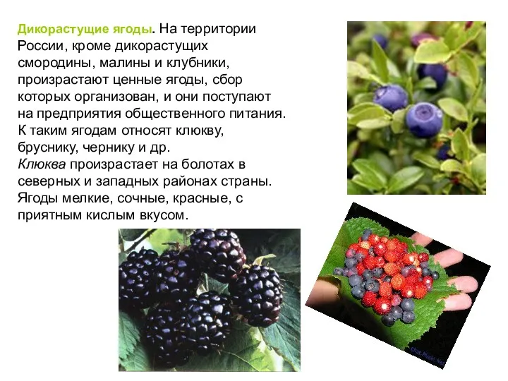 Дикорастущие ягоды. На территории России, кроме дикорастущих смородины, малины и клубники, произрастают ценные