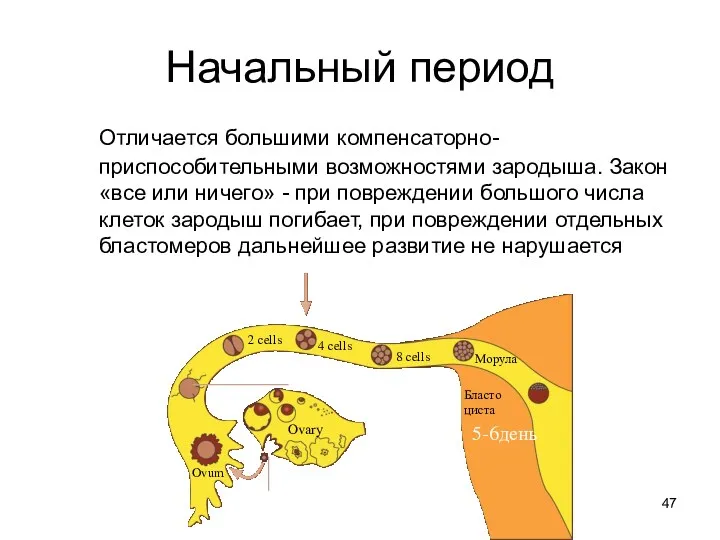 Начальный период Отличается большими компенсаторно-приспособительными возможностями зародыша. Закон «все или