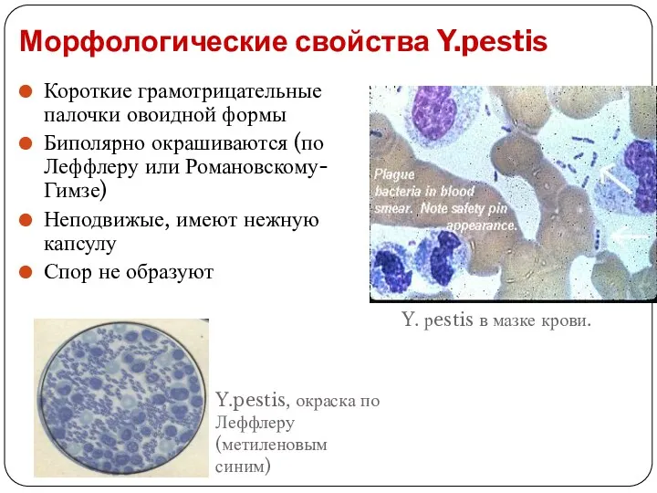 Морфологические свойства Y.pestis Короткие грамотрицательные палочки овоидной формы Биполярно окрашиваются