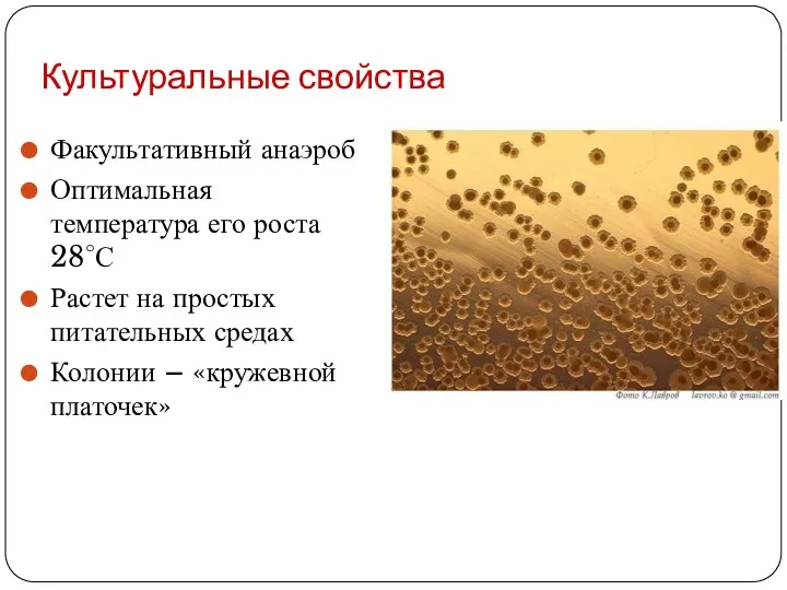 Культуральные свойства Факультативный анаэроб Оптимальная температура его роста 28°С Растет