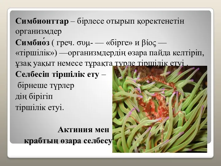 Симбионттар – бірлесе отырып қоректенетін организмдер Симбио́з ( греч. συμ-