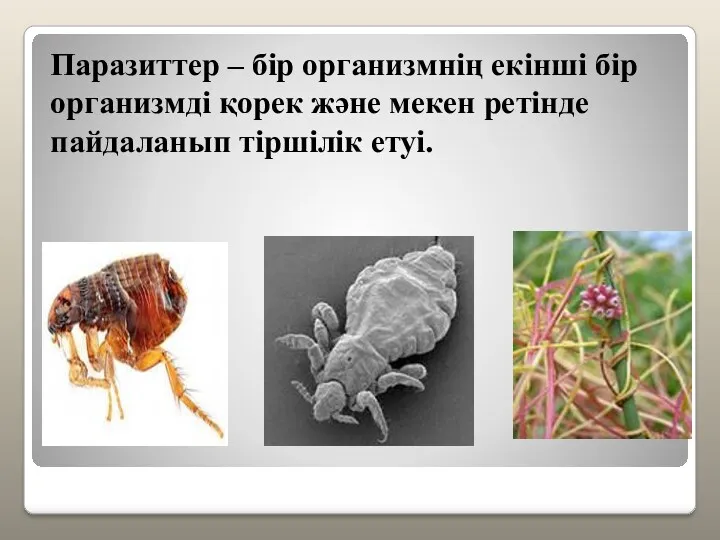 Паразиттер – бір организмнің екінші бір организмді қорек және мекен ретінде пайдаланып тіршілік етуі.