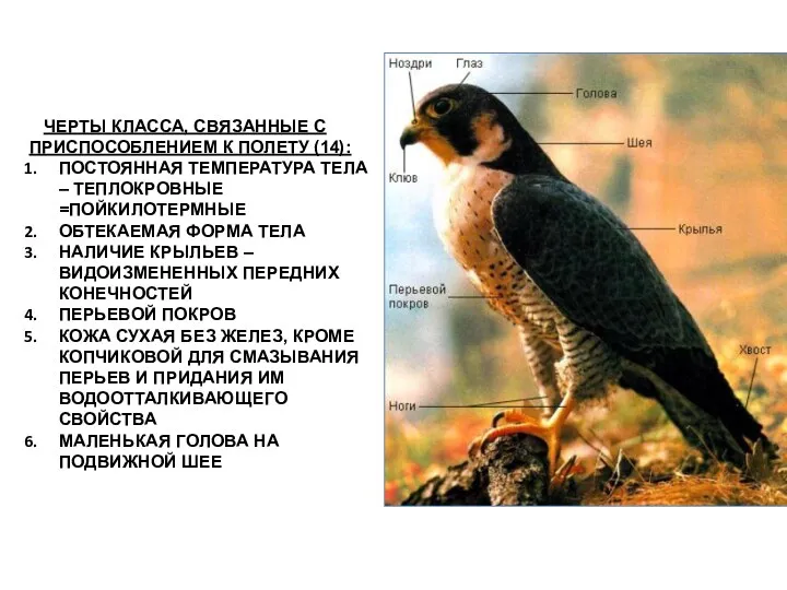 ЧЕРТЫ КЛАССА, СВЯЗАННЫЕ С ПРИСПОСОБЛЕНИЕМ К ПОЛЕТУ (14): ПОСТОЯННАЯ ТЕМПЕРАТУРА