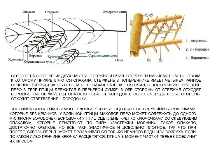 СТВОЛ ПЕРА СОСТОИТ ИЗ ДВУХ ЧАСТЕЙ, СТЕРЖНЯ И ОЧИН. СТЕРЖНЕМ