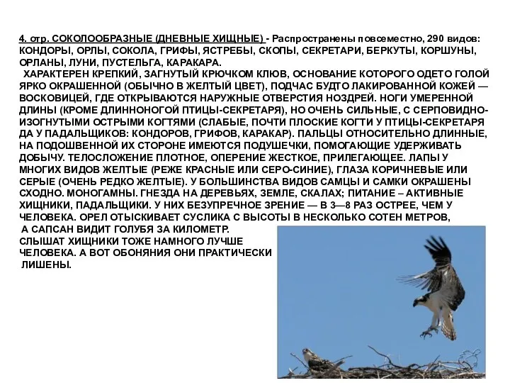 4. отр. СОКОЛООБРАЗНЫЕ (ДНЕВНЫЕ ХИЩНЫЕ) - Распространены повсеместно, 290 видов: