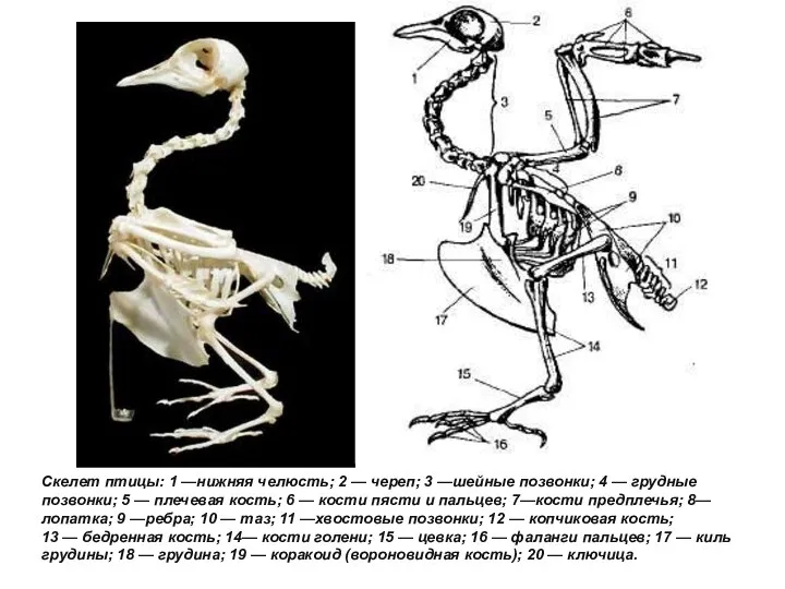 Скелет птицы: 1 —нижняя челюсть; 2 — череп; 3 —шейные