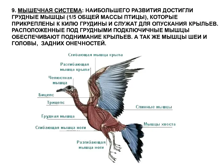 9. МЫШЕЧНАЯ СИСТЕМА: НАИБОЛЬШЕГО РАЗВИТИЯ ДОСТИГЛИ ГРУДНЫЕ МЫШЦЫ (1/5 ОБЩЕЙ