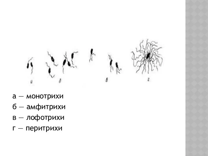 а — монотрихи б — амфитрихи в — лофотрихи г — перитрихи