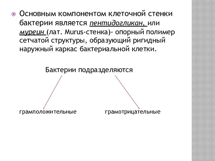 Основным компонентом клеточной стенки бактерии является пентидогликан, или муреин (лат.