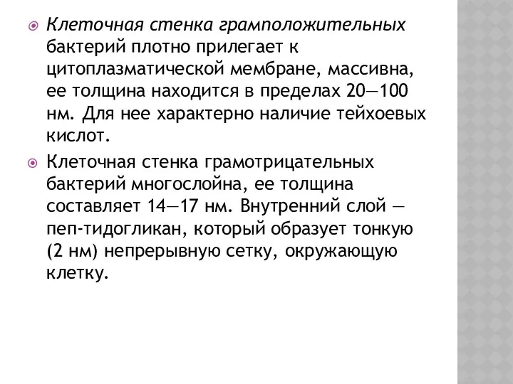 Клеточная стенка грамположительных бактерий плотно прилегает к цитоплазматической мембране, массивна,