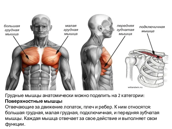 Грудные мышцы анатомически можно поделить на 2 категории: Поверхностные мышцы Отвечающие за движение