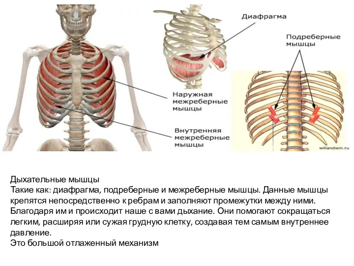Дыхательные мышцы Такие как: диафрагма, подреберные и межреберные мышцы. Данные