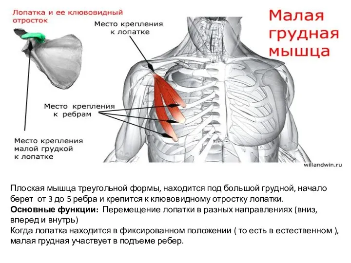 Плоская мышца треугольной формы, находится под большой грудной, начало берет от 3 до