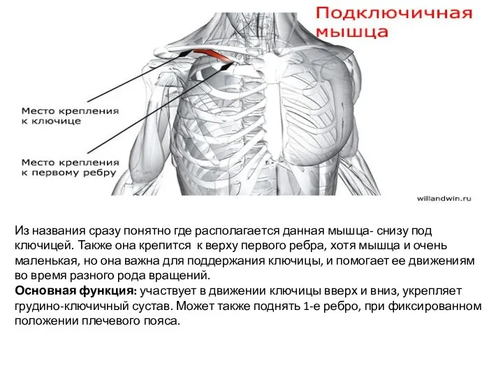 Из названия сразу понятно где располагается данная мышца- снизу под ключицей. Также она