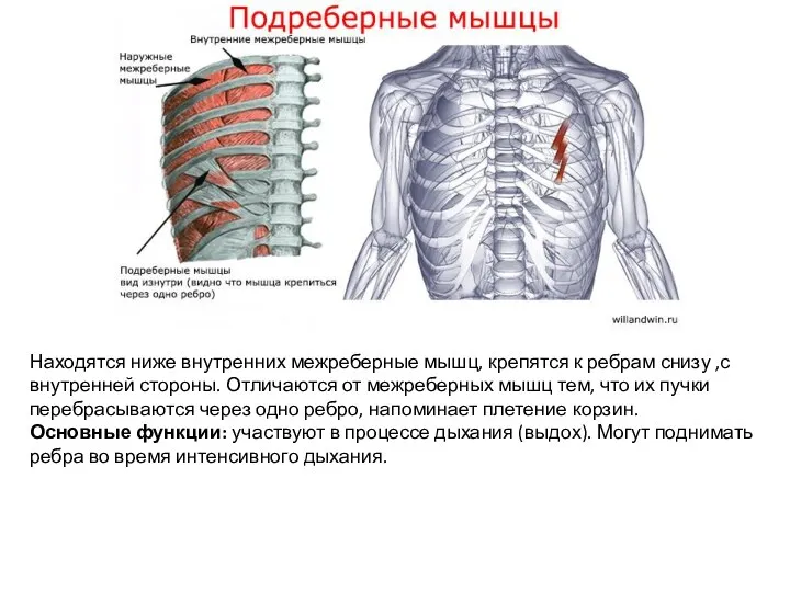 Находятся ниже внутренних межреберные мышц, крепятся к ребрам снизу ,с внутренней стороны. Отличаются