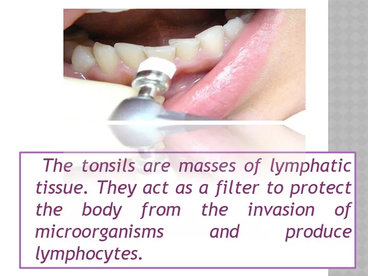 The tonsils are masses of lymphatic tissue. They act as