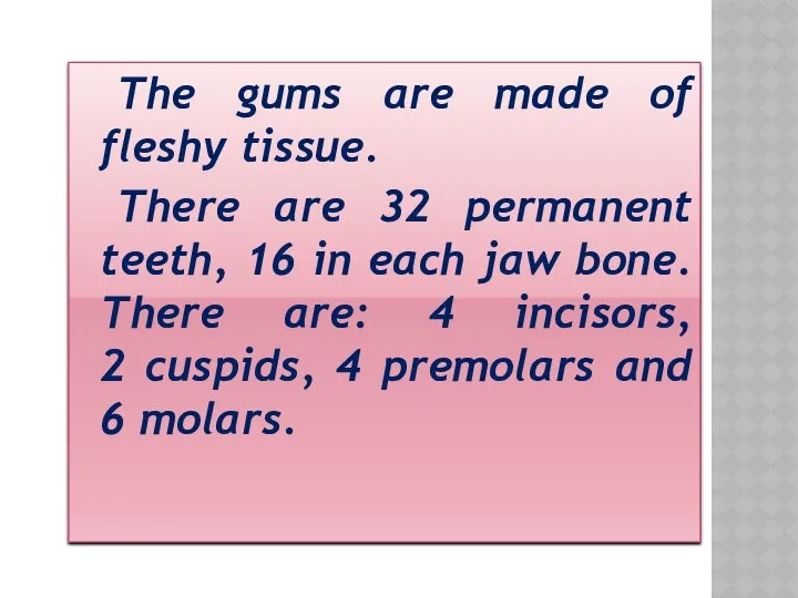 The gums are made of fleshy tissue. There are 32