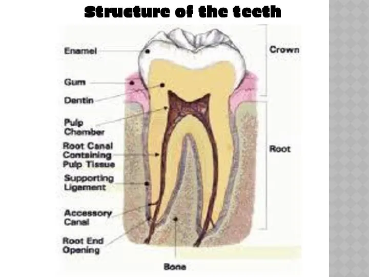Structure of the teeth