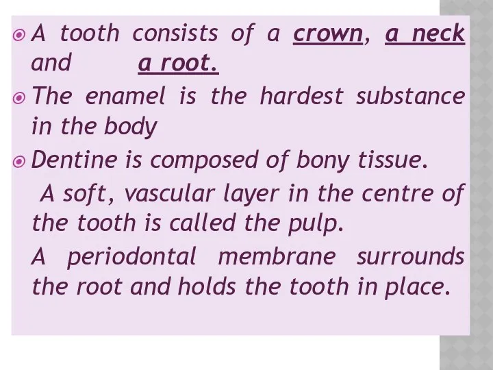 A tooth consists of a crown, a neck and a
