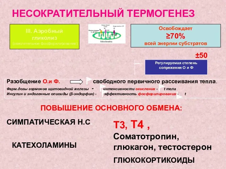 III. Аэробный гликолиз (окислительное фосфорилирование) Освобождает ≥70% всей энергии субстратов