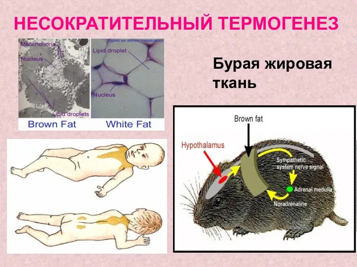 НЕСОКРАТИТЕЛЬНЫЙ ТЕРМОГЕНЕЗ Бурая жировая ткань