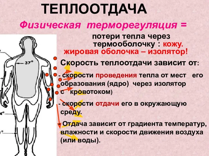 ТЕПЛООТДАЧА Физическая терморегуляция = потери тепла через термооболочку : кожу.